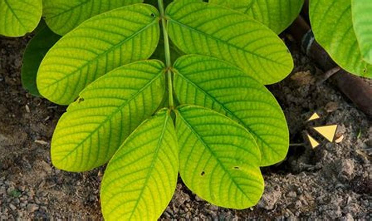 Manfaat Daun Gelinggang yang Jarang Diketahui, Yuk Kepoin!